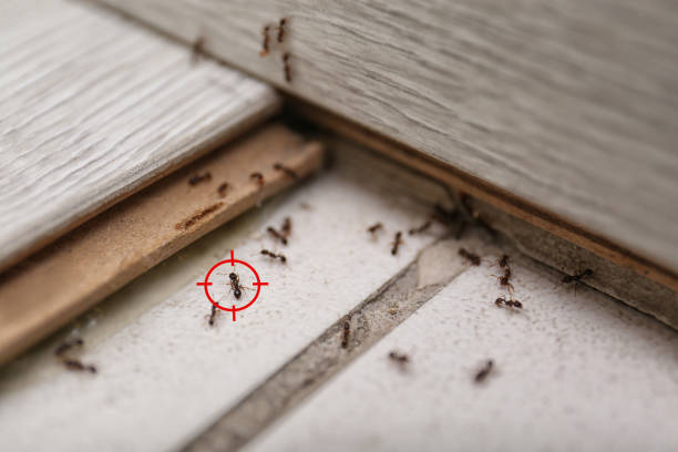 Muenster, TX Pest Control Company